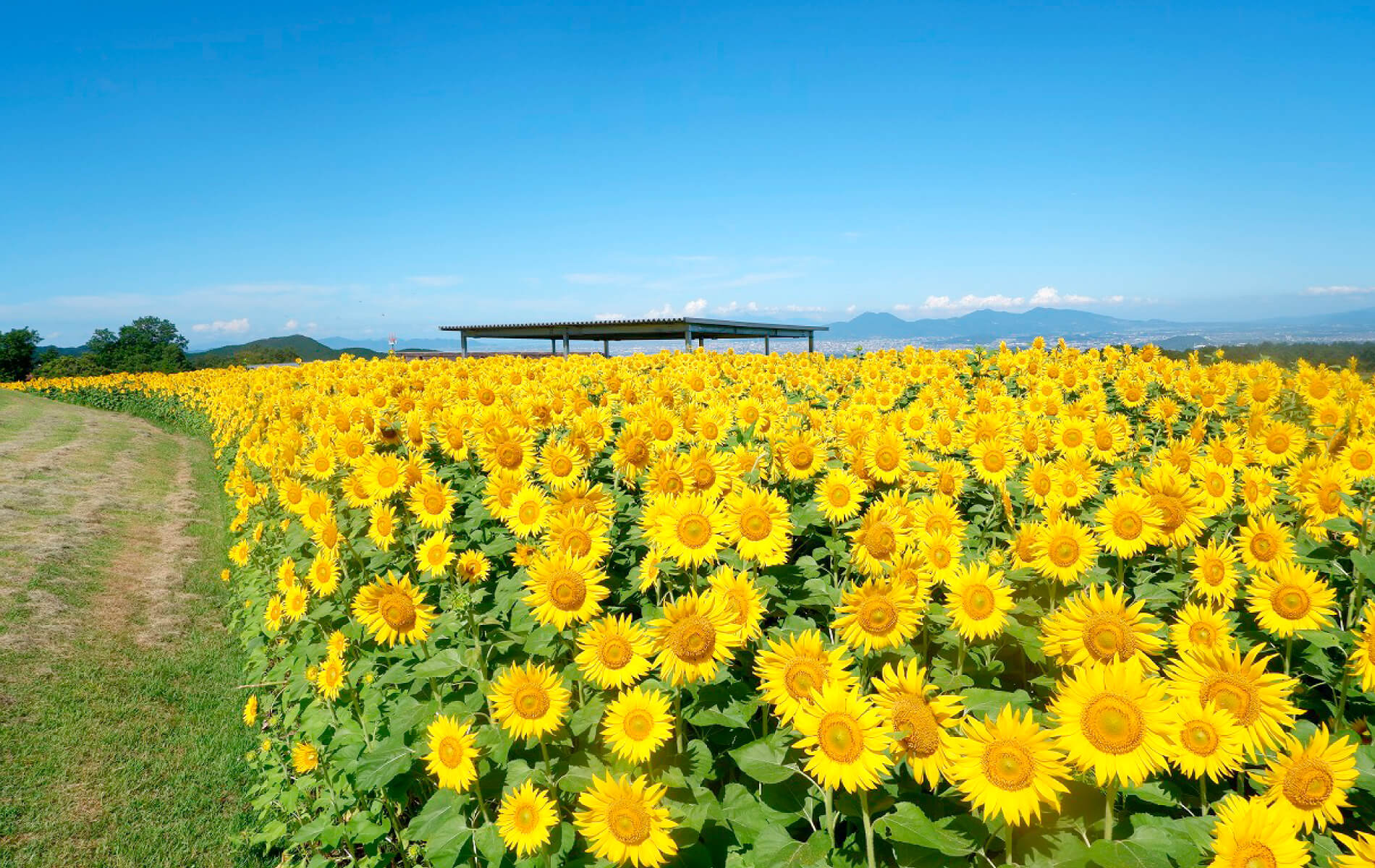 季節のお花