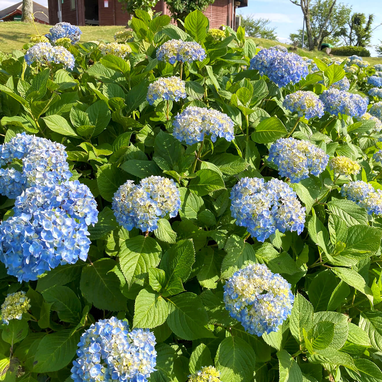 紫陽花（あじさい）